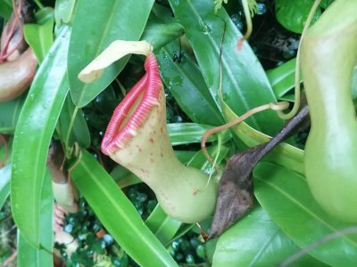 Botanická zahrada