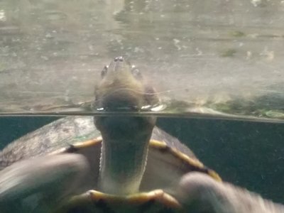 Výlet do Zoologické zahrady v Praze
