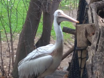 Výlet do Zoologické zahrady v Praze
