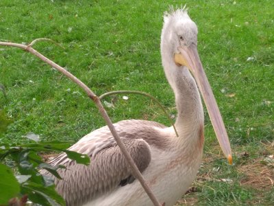 Výlet do Zoologické zahrady v Praze