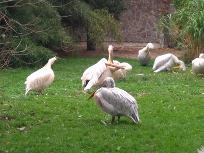 Výlet do Zoologické zahrady v Praze