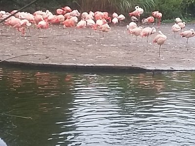 Výlet do Zoologické zahrady v Praze