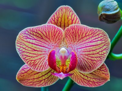 VÝTVARNÁ SOUTĚŽ O NEJHEZČÍ ORCHIDEJ