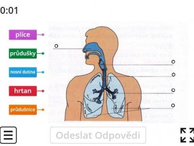 Dýchací soustava