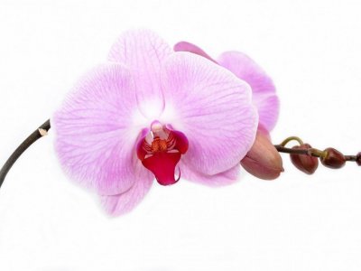 Výtvarná soutěž "Nejhezčí orchidej" - prezentace prací