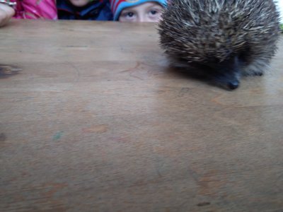 setkání dětí s ježkem v ŠD