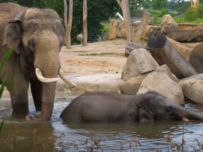 Živé přenosy nejen ze světových zoologických zahrad, ale také videa ze ZOO Praha, Brno ..